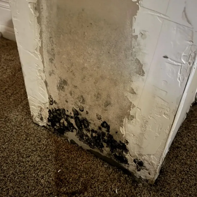 Professional Mold Removal in Leipsic, OH